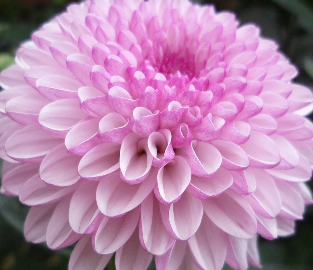 2.5D Chrysanthemum